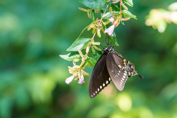 Tennessee Spicebush Swallowtail (Papilio troilus) on glossy abelia